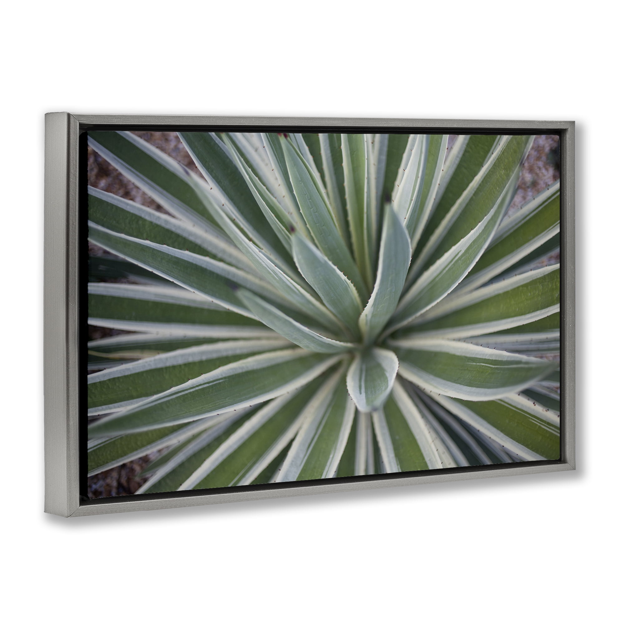 Stupell Industries Centric Succulent Leaves Botanical & Floral Photography Gray Floater Framed Canvas Art Print Wall Art, 31 x 21