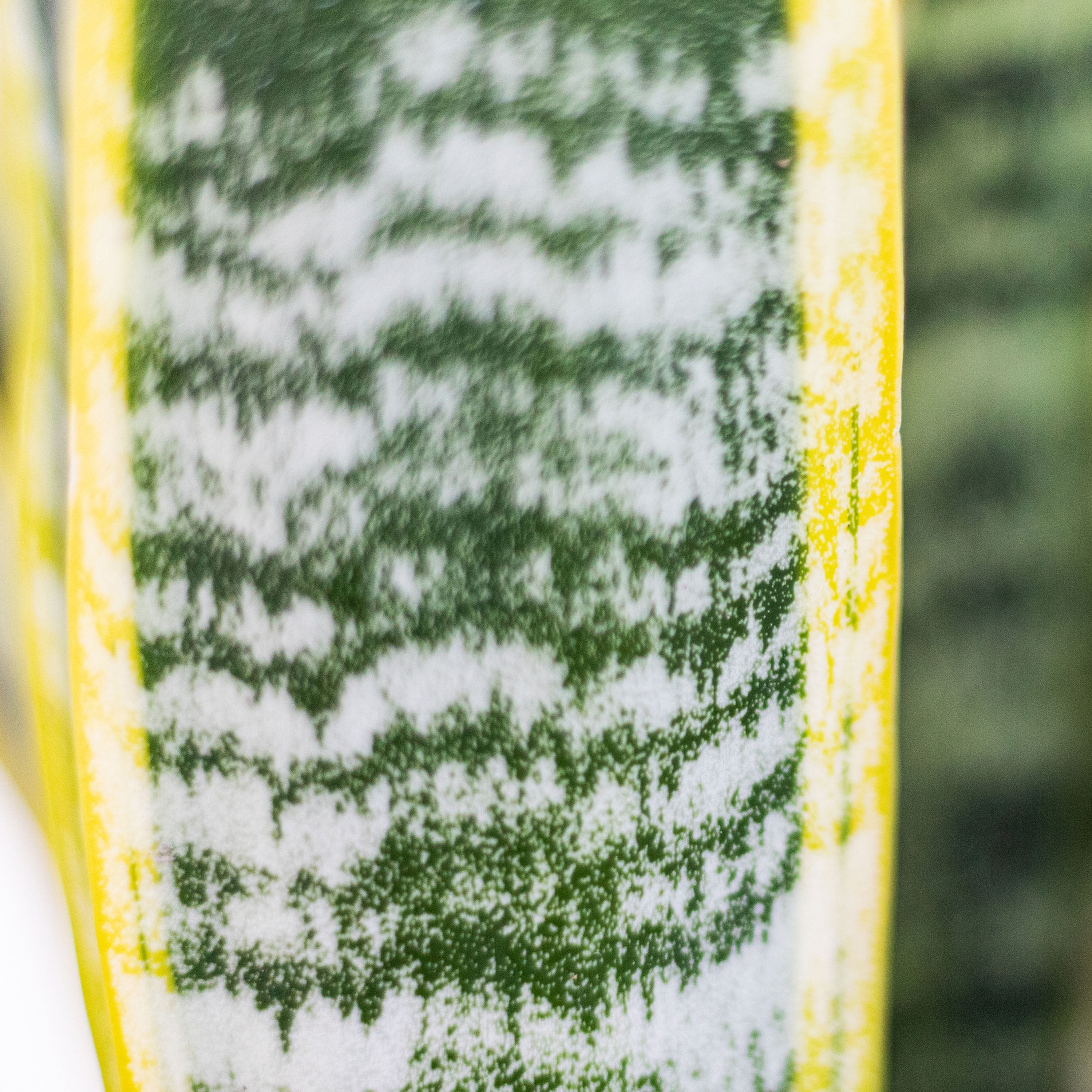 United Nursery Live Sansevieria Laurentii Houseplant 12-14in 6-inch Premium Ecopots White Gray