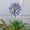 Purple, variant on 15In Metal Sunflower Garden Stakes, Colorful Flower Garden Art Decor, Weatherproof Outdoor Stakes for Flower Beds, Planters, Lawn & Patio, Yellow