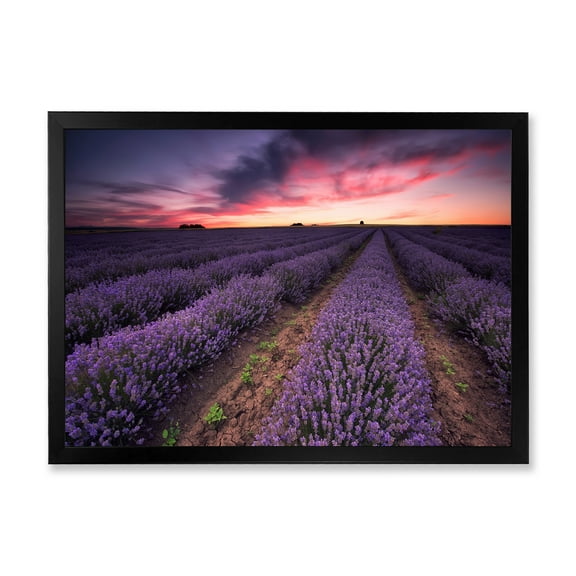 Designart 'Dramatic Clouds and Sunrise Over Lavender Field IX' Farmhouse Framed Art Print