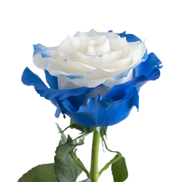 Blue Fairy Roses 50 cm Fresh Cut Flowers 100 Stems by