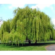 Weeping Willow Tree - 3-4 Feet Tall - ( 2.5 QT ) - Fast growing - Full sun