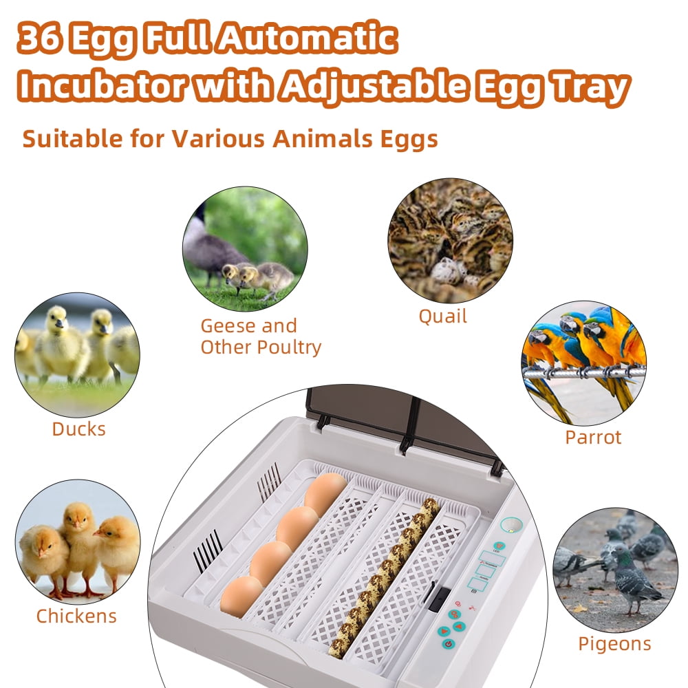 Private Jungle Egg Incubator with Automatic Egg Turning and Pull-out Water Tray for 36 Chicken Duck Bird Quail Goose Eggs Private Jungle Egg Incubator with Automatic Egg Turning and Pull-out Water Tray for 36 Chicken Duck Bird Quail Goose Eggs