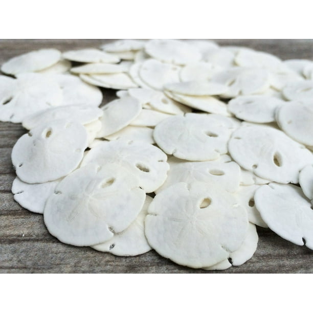 Sand Dollar | Real Natural Sand Dollars .5" - .75" (Set of 100) | Small ...