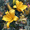 Farmhouse, variant on Yellow Lily Floral Canvas Print Indoor Home Wall Decor