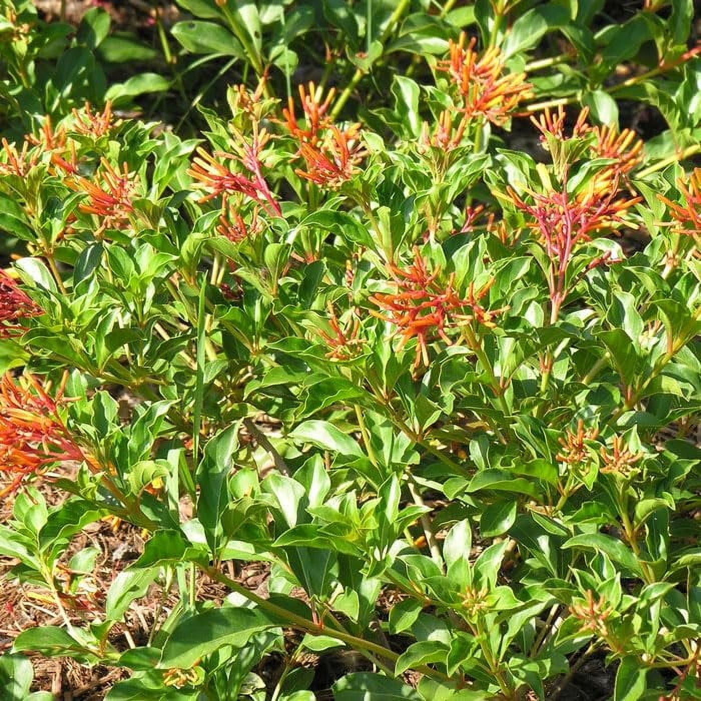 Firebush Dwarf I 3 Live Plants I Hamelia Patens Compactal Vibrant Red-Orange Blooms, Low-Maintenance, Heat-Tolerant, Perfect for Small Gardens and Containers