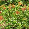 thumbnail image 5 of Firebush Dwarf I 40 Live Plants I Hamelia Patens Compactal Vibrant Red-Orange Blooms, Low-Maintenance, Heat-Tolerant, Perfect for Small Gardens and Containers, 5 of 9