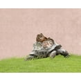 thumbnail image 2 of Ryan, Brooke T. 18x15 Black Ornate Wood Framed with Double Matting Museum Art Print Titled - Tortoise on Pink, 2 of 4