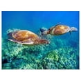 thumbnail image 1 of Great BIG Canvas | Rolled M Swiet Productions Poster Print entitled Hawaii, Two Green Sea Turtles, (Chelonia Mydas) An Endangered Species, 1 of 4