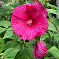 thumbnail image 3 of Rose Hibiscus Plants Live, 5-9" Tall, Hardy Hibiscus Tree Live Plant, Hibiscus Flowers Plant, 3 of 5