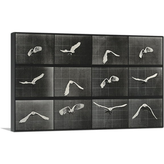 ARTCANVAS A Parrot Flying 1887 Canvas Art Print by Eadweard Muybridge - Size: 26" x 18" (0.75" Deep)