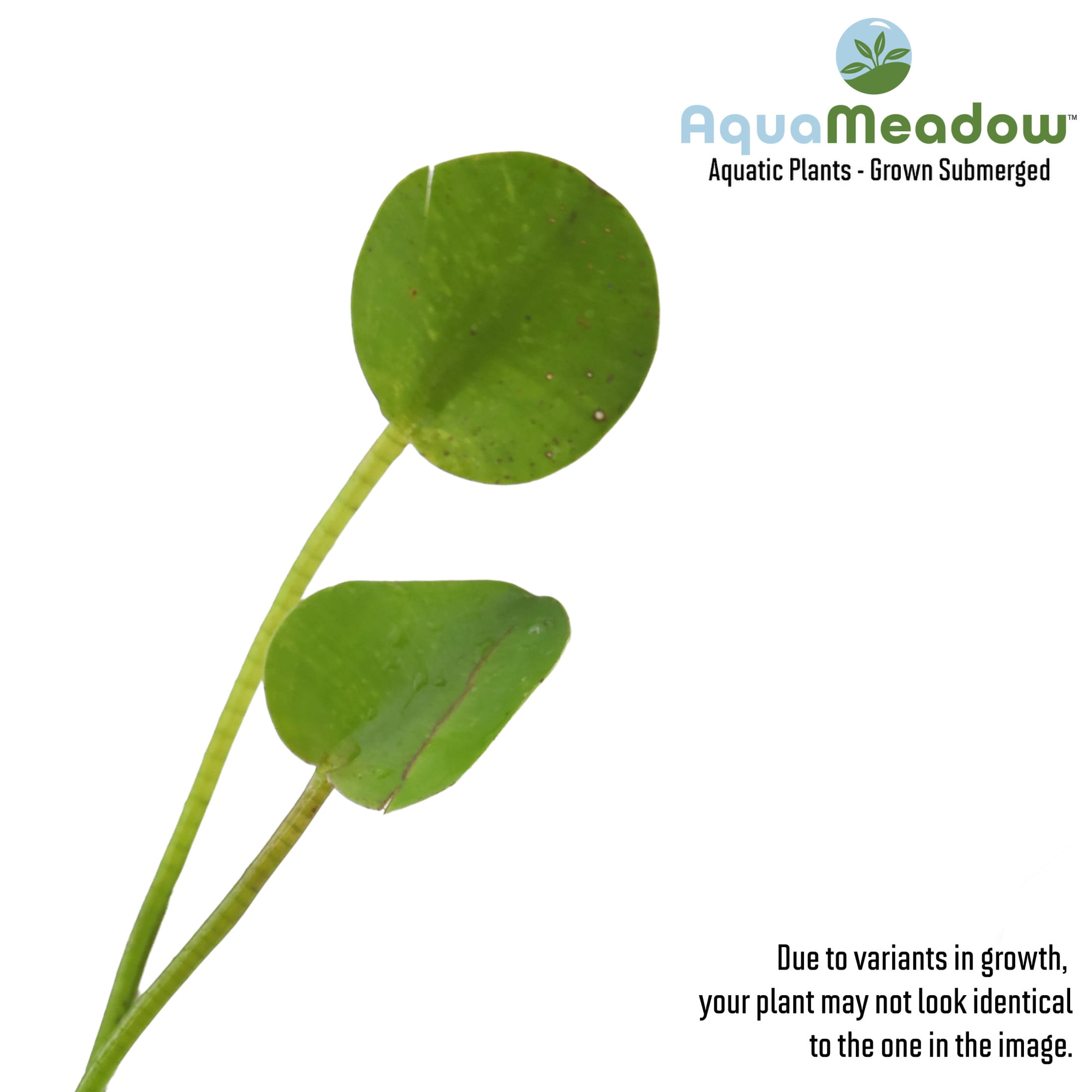 AquaMeadow Floating Pond Plant Bundle
