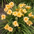 thumbnail image 3 of Spring Hill Nurseries Apricot Sparkles Daylily Bare Root Perennial Plant, 1-Pack, 3 of 4