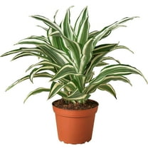 Dracaena Warneckii White Jewel Live Plant for Indoor | Different Houseplants in 4'' & 6'' Pot | Real House Plant for Living Room, Office, Desk & Bathroom | Dragon Tree