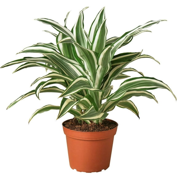 Dracaena Warneckii White Jewel Live Plant for Indoor | Different Houseplants in 4'' & 6'' Pot | Real House Plant for Living Room, Office, Desk & Bathroom | Dragon Tree