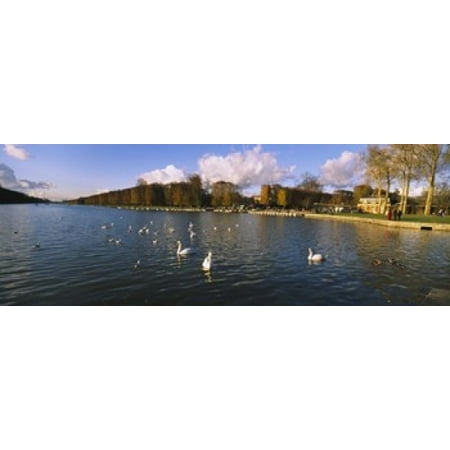 Flock of swans swimming in a lake Chateau de Versailles Versailles Yvelines France Poster