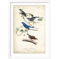 thumbnail image 2 of Art.com Indigo Bunting Art Print by John James Audubon, White Frame Wall Art, 32" x 44", 2 of 5