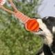 thumbnail image 5 of 2 juguetes de cuerda y pelota para exteriores con pelotas de goma para adiestramiento de perros pequeños y medianos 4 piezas, 5 of 8