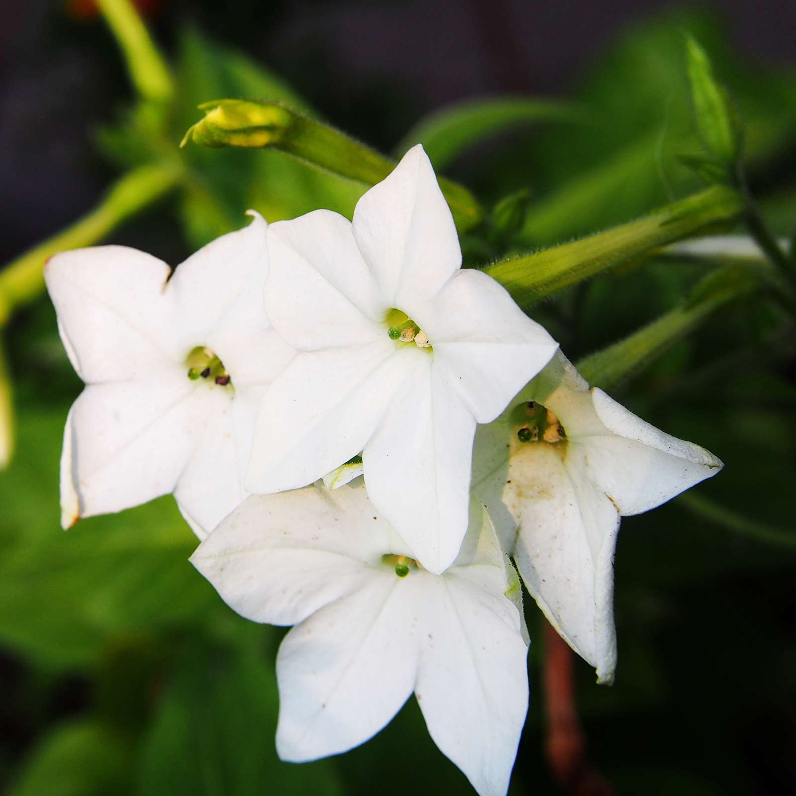 Крылатый цветок. Табак крылатый крупноцветковый. Табак Лесной (Nicotiana Sylvestris). Гавана Эпплблоссум душистый табак. Табак декоративный цветы.