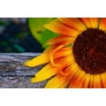 thumbnail image 3 of Susan Vizvary Photography 18x13 Black Modern Framed Museum Art Print Titled - Single Sunflower, 3 of 5