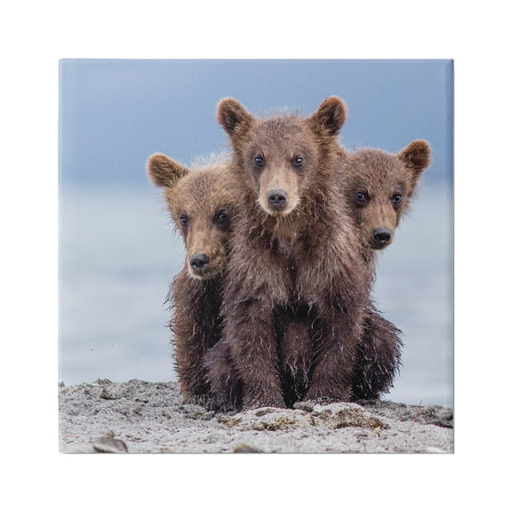 Stupell Industries Baby Bear Cubs Photography Animals & Insects Photography Gallery Wrapped Canvas Art Print Wall Art, 17 x 17