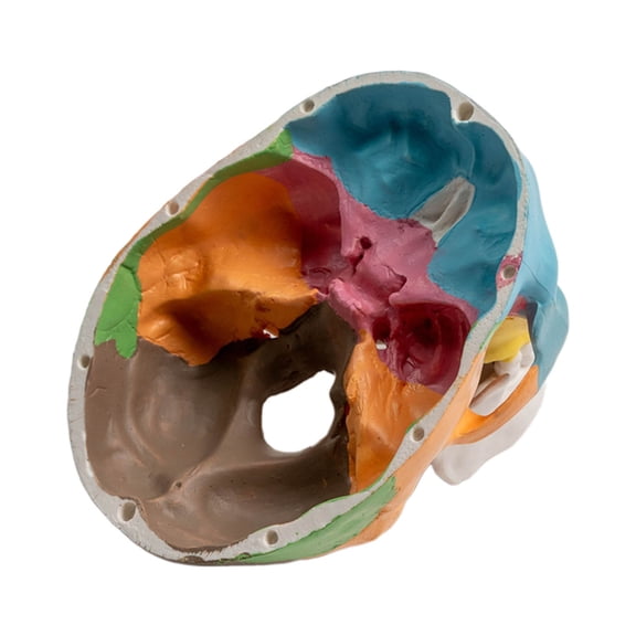 Anatomical 4D Disassembled Color Human Skull Model for Medicals Cardiovascular
