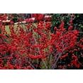 thumbnail image 3 of 50 Winterberry Bush Seeds for Planting - Ilex verticillata - Essential Winter Food for Birds, Very Attractive Red Berries, 3 of 4