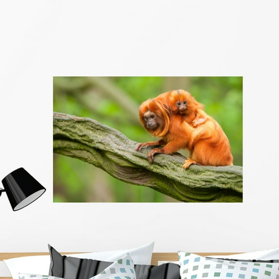 Cute Golden Lion Tamarin Wall Mural by Wallmonkeys Peel and Stick Graphic (36 in W x 24 in H) WM90254