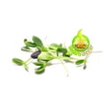thumbnail image 4 of Todd's Seeds Black Oil Sunflower Sprouting Seeds, One Pound, Shell On, Microgreen Sprouts, Non-GMO, Chemical Free, Hand Packed, USA grown for sprouting, 4 of 6