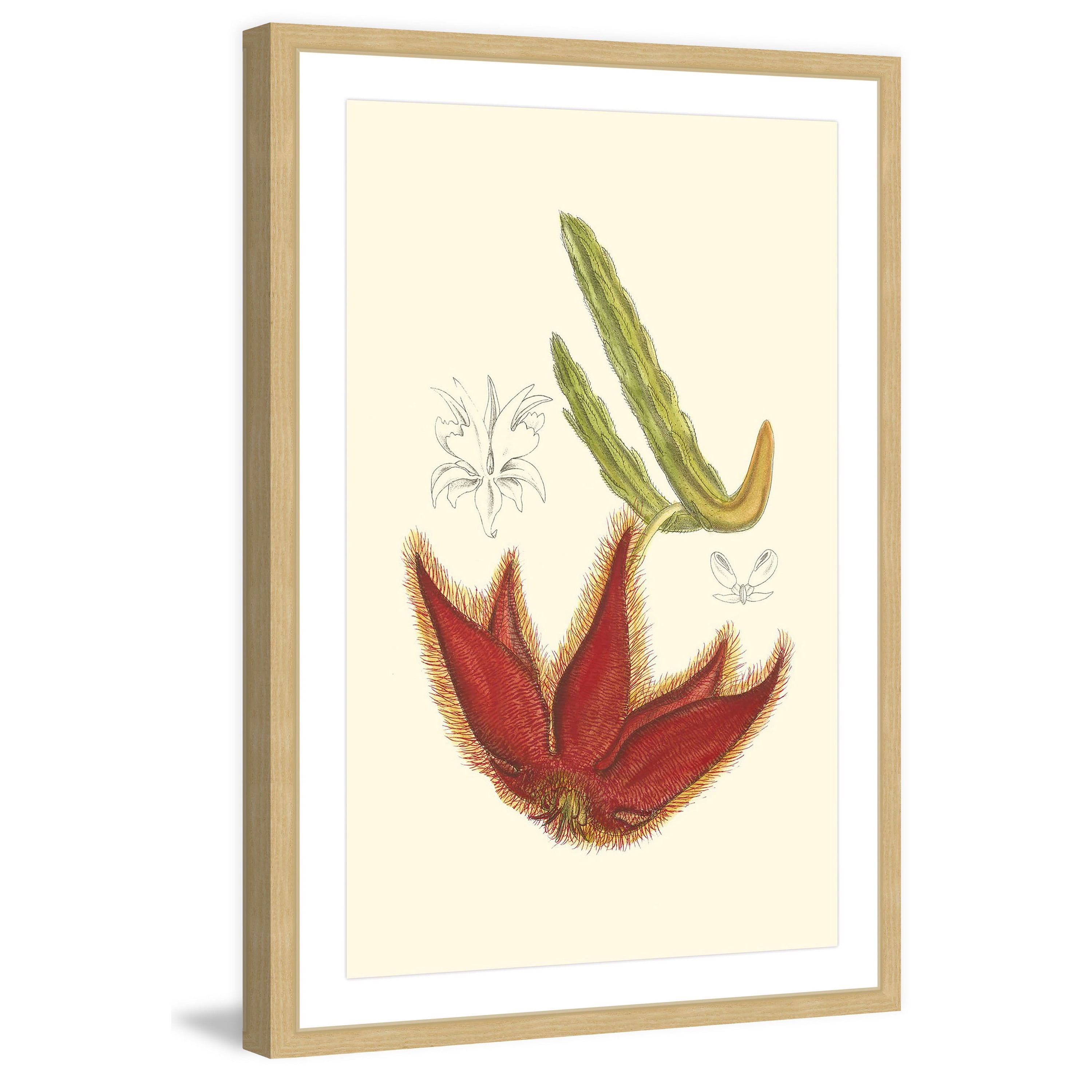 Marmont Hill "Flowering Cactus IV" Framed Painting Print