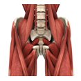 thumbnail image 2 of Psoas Muscles Wall Decal by Wallmonkeys Peel and Stick Graphic (48 in H x 43 in W) WM172715, 2 of 4
