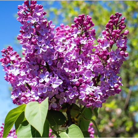 Purple Lilac Plant Live for Planting, Fragrant Lilac Live Plant, Purple Flowering Lilacs Ready to Grow Outdoor, 3-5 Inch Tall, 4 Inch Pot
