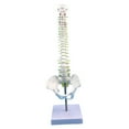 thumbnail image 2 of BELOVING Human Spine Model Desktop Decoration Flexible for Science Study Teaching Aid without femur, 2 of 9