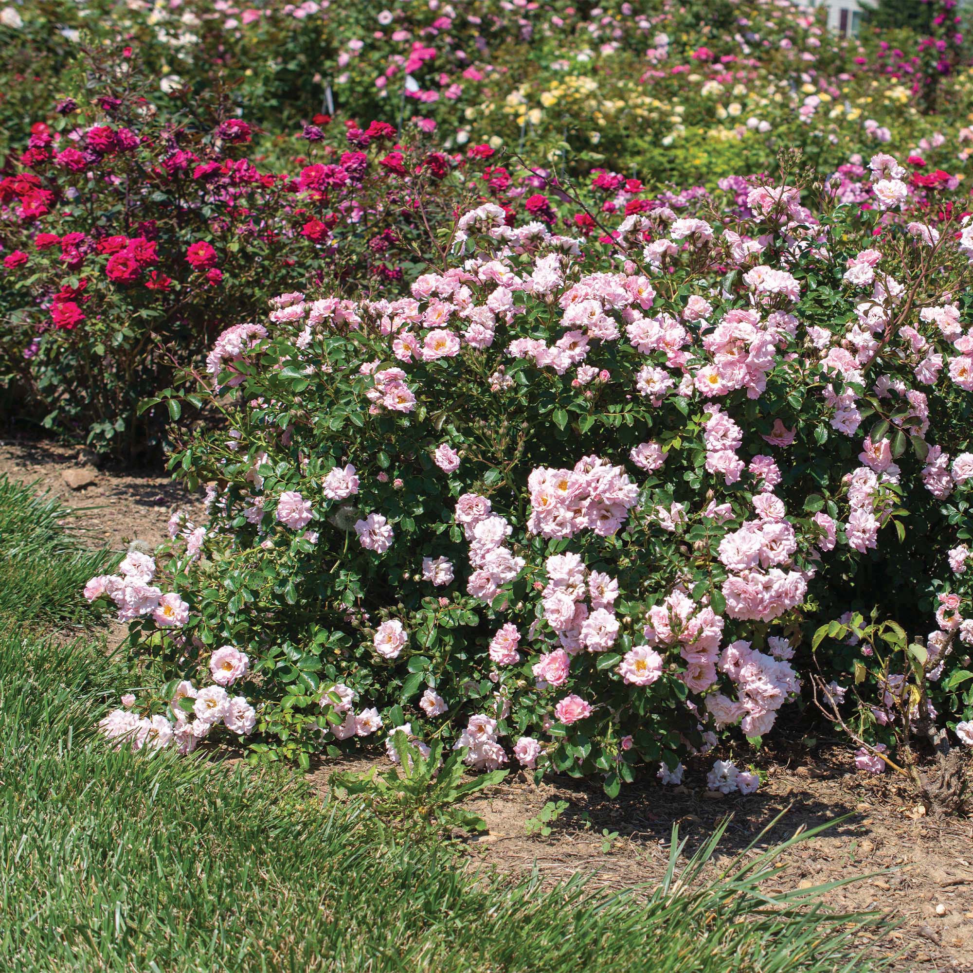 Drift Roses Blushing Groundcover Rose Live Shrub in 2-Gallon Grower Pot