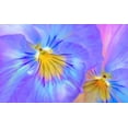thumbnail image 2 of Schell, Jennie Marie 14x10 Gold Ornate Wood Framed with Double Matting Museum Art Print Titled - Purple Pansy Flower, 2 of 4