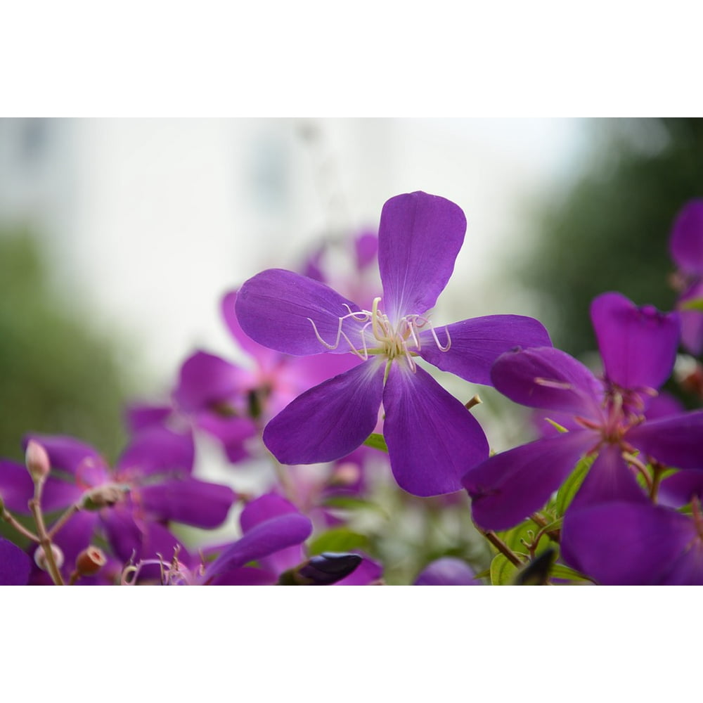 My Image 26