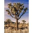 thumbnail image 2 of Perry, Rachel 15x18 White Modern Wood Framed Museum Art Print Titled - Views of Joshua Tree IV, 2 of 4