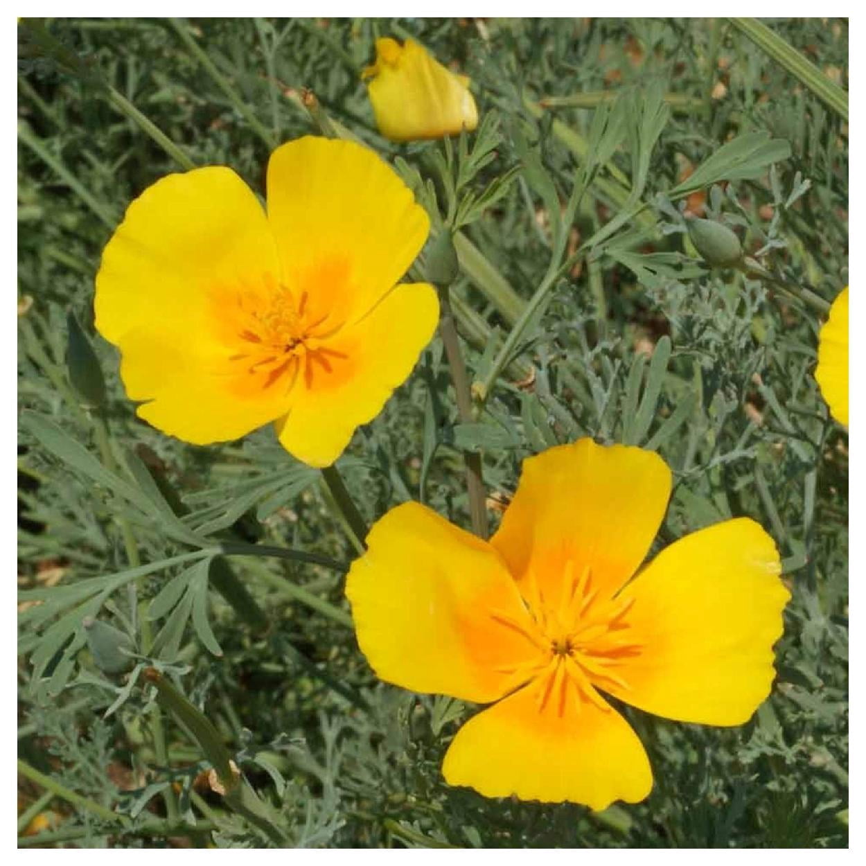 Everwilde Farms - 1 lb Golden West California Poppy Garden Flower Seeds - Gold Vault Bulk Seed Packet