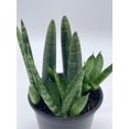 thumbnail image 3 of Sansevieria Cylndrica Boncel Starfish Snake Plant, Cylindrical Snakeplant, 4 inch Pot, Super Filled, 3 of 9