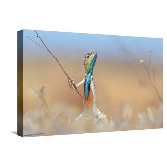 The Comedy Wildlife Photography Awards: Anup Deodhar - Rockstar Canvas Wall Poster, 14.725" x 22.375"