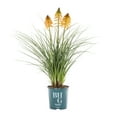 thumbnail image 3 of Better Homes & Gardens 2.5QT Multicolor Kniphofia Live Plant Grower Pot Sun, 3 of 7