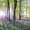 Bluebells And Sunrise, variant on Elephant Stock Forest Panorama On The Oregon Coast Wall Art - Horizontal Multi Panel Canvas - Living Room Wall Decor - Nature Multi Panel - Green And Brown Decor By Scott Stulberg - 49" x 24"