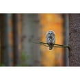 thumbnail image 3 of Zygmunt, Milan 18x13 Black Modern Framed Museum Art Print Titled - Tawny Owl, 3 of 5