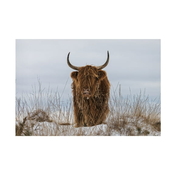Jaap van den 'Highlander In Snow' Canvas Art - 19 x 12 Inches