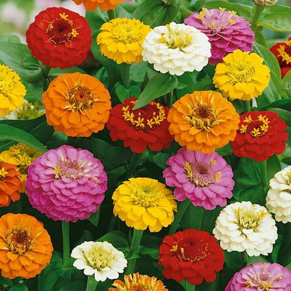 Seeds are Easy-Zinnia