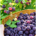 thumbnail image 2 of Set of 2 Glencoe Thornless Raspberry Live Plants, Purple Raspberry Bushes, Cold Hardy Fruit Plants, 4-8 Inch Tall, 2 of 7