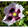 thumbnail image 2 of Seedville 500 Izmir Poppy Flower Seed, White & Purple, 2 of 10