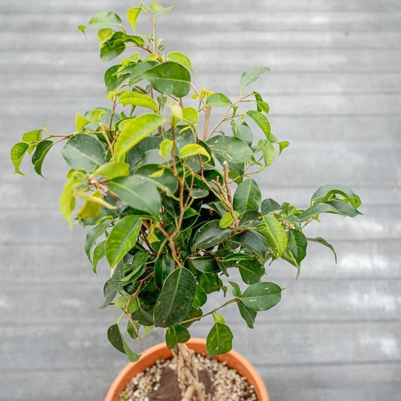 RedCrocus Weeping Fig Ficus benjamina Indoor Plant for Home 14" Pot