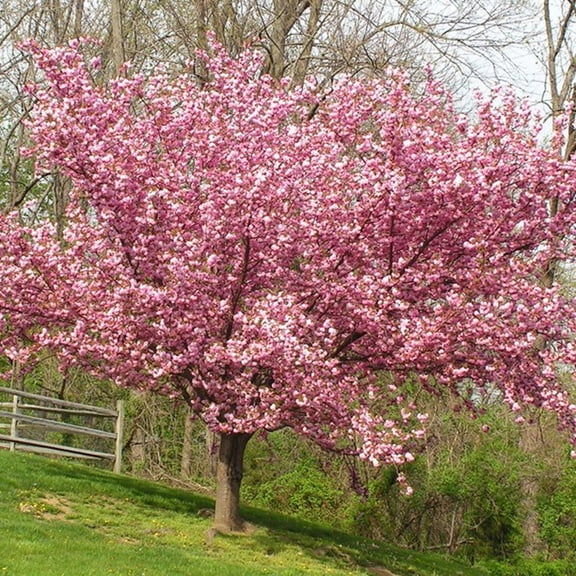 Green River 5 Pink Flowering Cherry Tree Seeds - Fragrant White Blossoms for Early Spring Gardening & Ornamental Landscaping