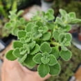 thumbnail image 2 of Live House Plants Indoor Plants 4‘’Pot Vicks Plant/Plectranthus Plant, 2 of 5